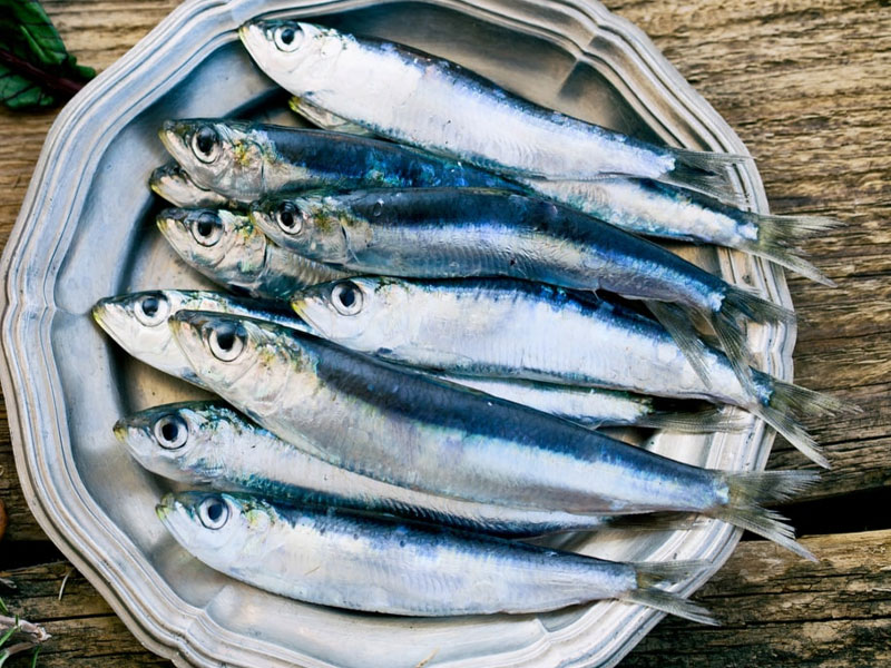 Sardine