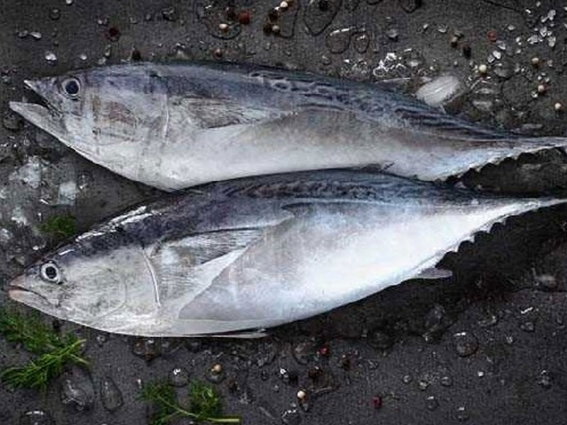 Tuna